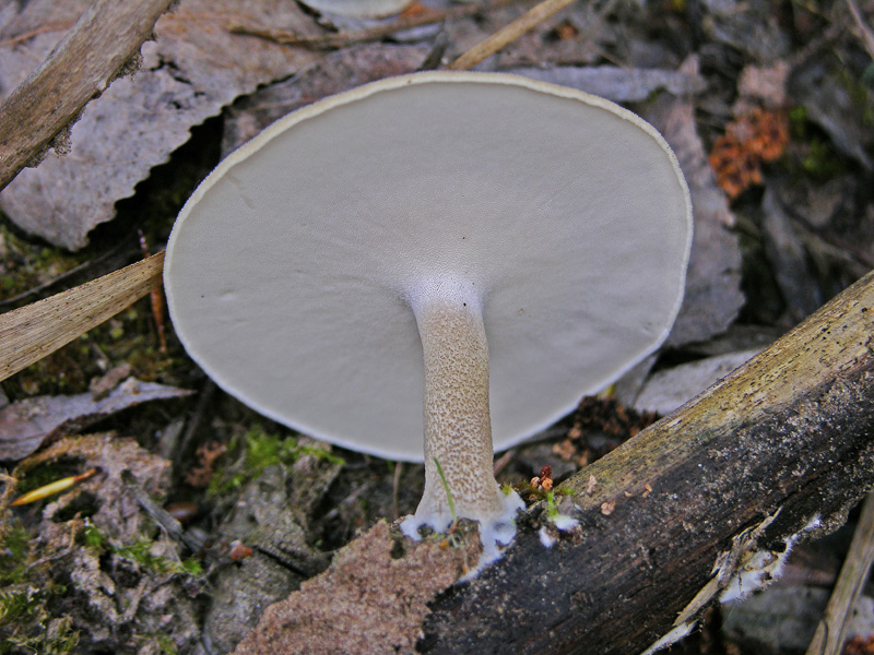 Ritrovamenti sabato 14 aprile.